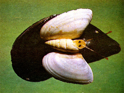 Бабочка-капустница (рис. 32)