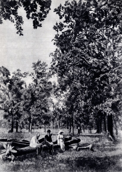Лес возле хутора Богданки (на спиленном дереве сидят: К. Д. Ушинский, его жена и крестьянин)