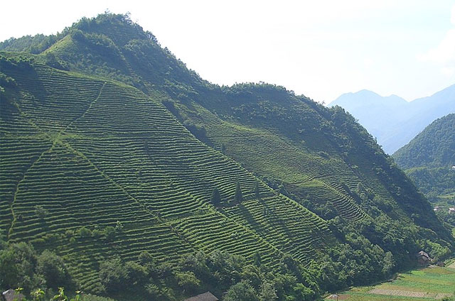    : https://ru.wikipedia.org/wiki/#/media/:VM_5335_Muyu_Tea_plantations_on_valley_slopes_north_of_town.jpg