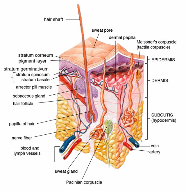   - https://en.wikipedia.org/wiki/Exfoliation_(cosmetology)#/media/File:Skin.png